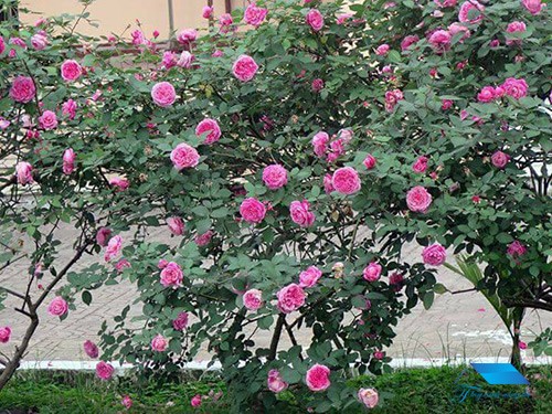 mua bán hoa hồng cổ sapa tại tp HCM 2019