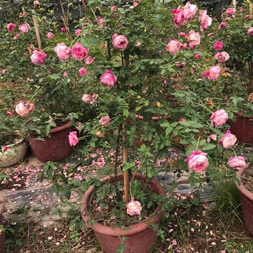 bán hoa hồng cổ sapa tại tp HCM 2019