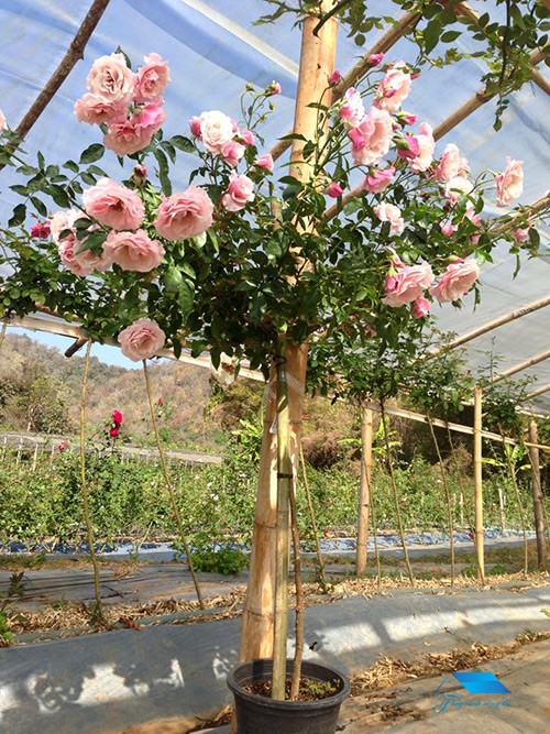 bán hoa hồng cổ sapa tại tp HCM 2019