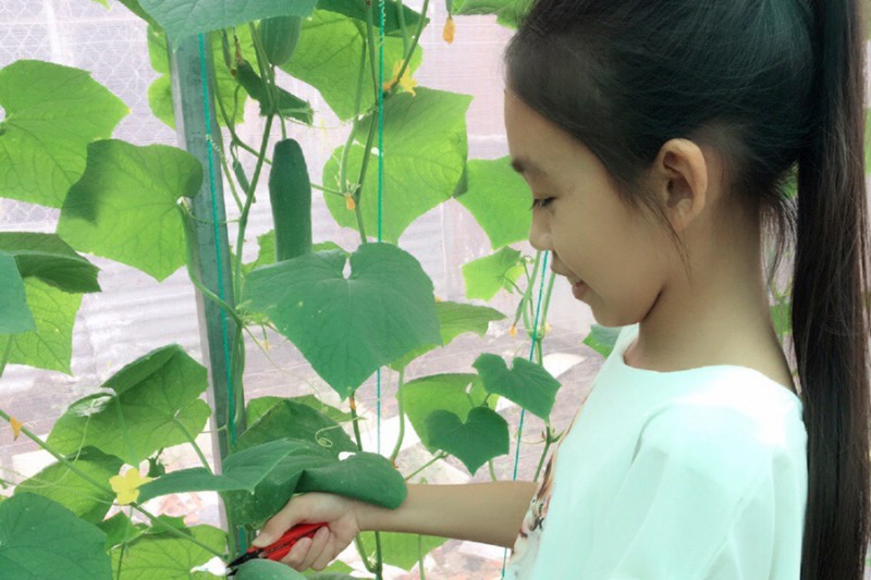 Dịch vụ Tư vấn lặp đặt mô hình trồng rau thủy canh tại nhà thuycanhnongthi