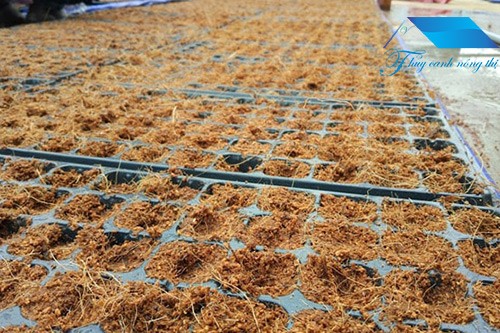 Tư vấn lắp đặt trồng rau thủy canh tại nhà thuycanhnongthi.com