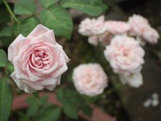 Hoa hồng cổ Bạch Vân Khôi – Giống hồng cổ quý hiếm 